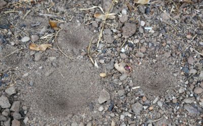 Verdächtige Trichter – Der Ameisenlöwe am DG