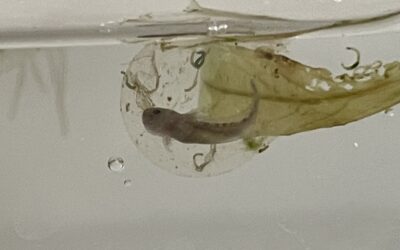 Nachwuchs bei den Axolotlen!