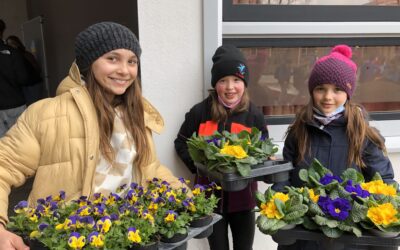 Spendenaktion II – Frühjahrsblumen in den Farben der Ukraine